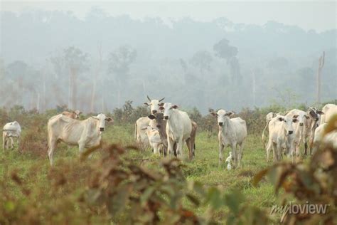 Terra Queimada 2025